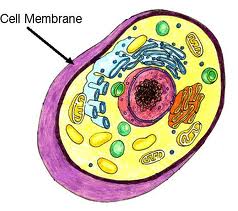 Organelles that Create Boundaries - Plant and Animal Cell Organelles